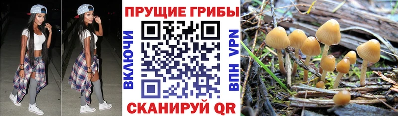 Купить закладки  Борзя  Галлюциногенные грибы Psilocybine cubensis 